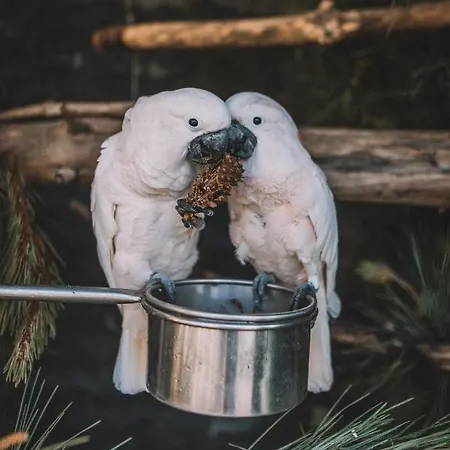 Quinta Torrinha Luxodream * Funchal (Madeira)