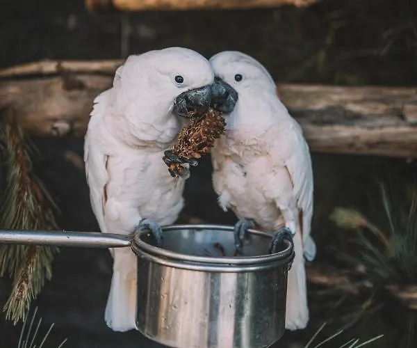 Quinta Torrinha Luxodream * פונשל